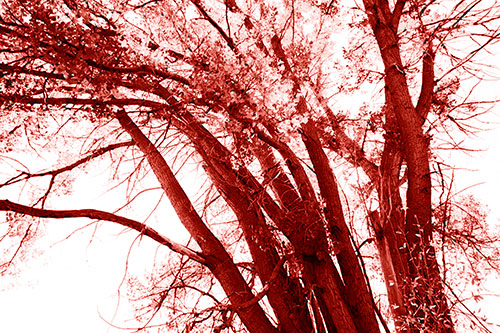 Partially Dead Fall Tree Trunks (Red Shade Photo)