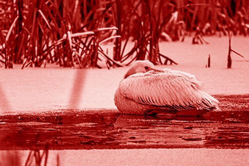 Pelican Resting Atop Ice Frozen Lake (Red Shade Photo)