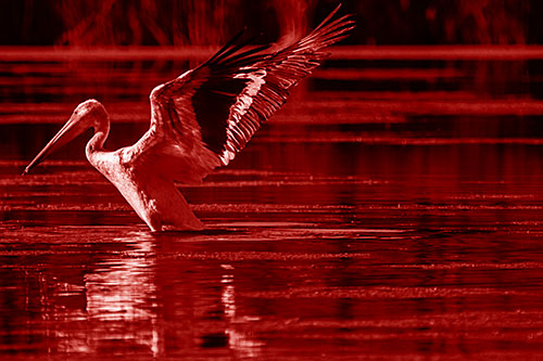 Pelican Takes Flight Off Lake Water (Red Shade Photo)