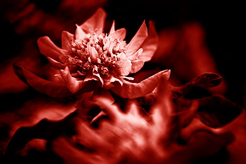 Peony Flower In Motion (Red Shade Photo)