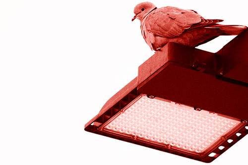 Perched Collared Dove Atop Light Pole (Red Shade Photo)