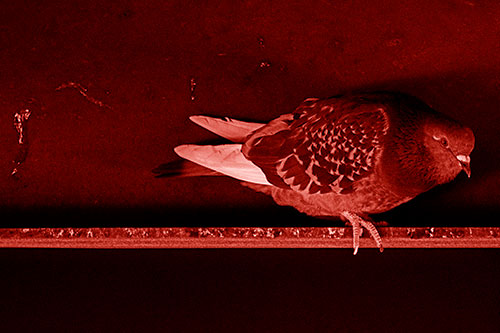 Pigeon Crouching On Steel Beam (Red Shade Photo)