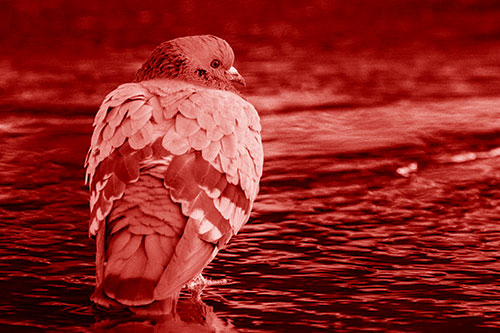 Pigeon Glancing Backwards Among River Water (Red Shade)