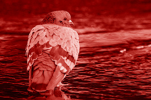 Pigeon Glancing Backwards Among River Water (Red Shade Photo)