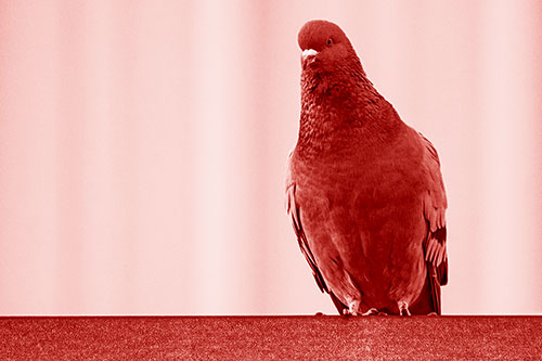 Pigeon Keeping Watch Atop Metal Roof Ledge (Red Shade Photo)