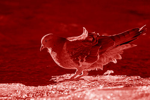 Pigeon Peeking Over Frozen River Ice Edge (Red Shade Photo)