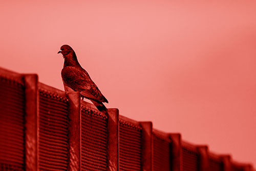 Pigeon Standing Atop Steel Guardrail (Red Shade Photo)