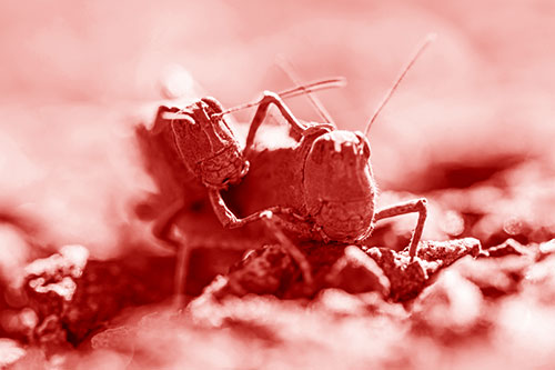 Piggybacking Grasshopper Goes For Ride (Red Shade Photo)