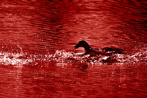 Playful Mallard Duck Gets Splashed Among Lake Horizon (Red Shade)