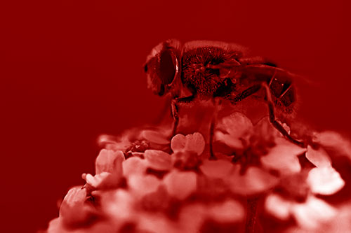 Pollen Covered Hoverfly Standing Atop Flower Petals (Red Shade Photo)