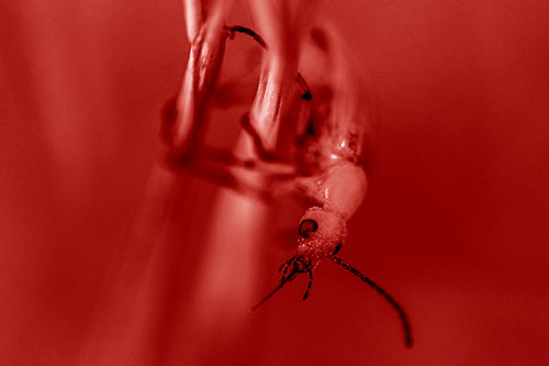 Pollen Faced Blister Beetle Hangs Onto Plant Stem (Red Shade)