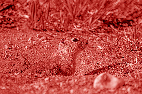 Prairie Dog Emerges From Dirt Tunnel (Red Shade Photo)