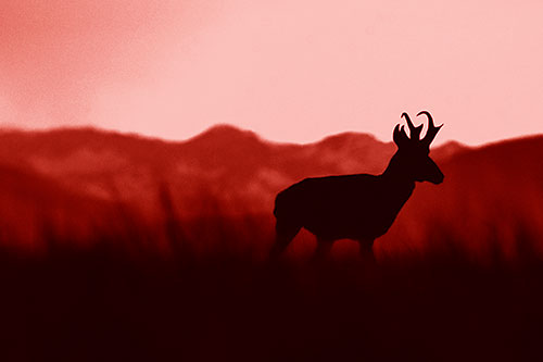 Pronghorn Silhouette Across Mountain Range (Red Shade)