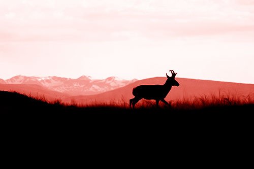 Pronghorn Silhouette On The Prowl (Red Shade Photo)