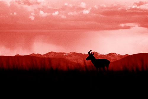 Pronghorn Silhouette Overtakes Stormy Mountain Range (Red Shade)