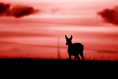 Pronghorn Silhouette Watches Sunset Atop Grassy Hill (Red Shade Photo)