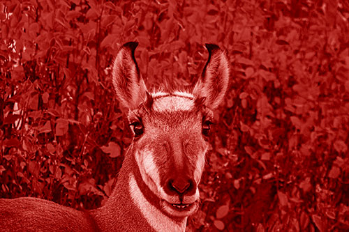Pronghorn Snacking Among Autumn Leaves (Red Shade Photo)