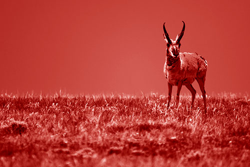 Pronghorn Standing Along Grassy Horizon (Red Shade Photo)
