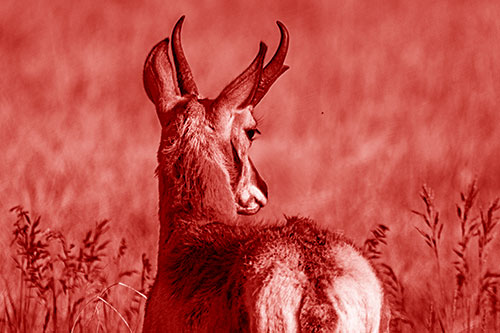 Pronghorn Watching Annoying Fly Buzzing Around (Red Shade)