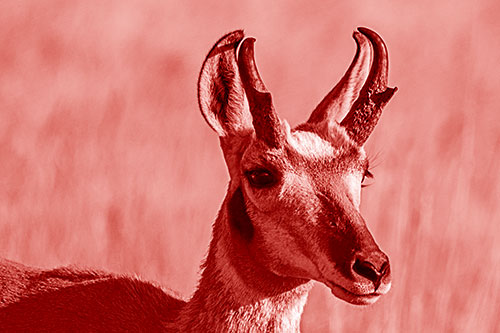 Pronghorn Watching Surroundings Among Sunlight (Red Shade)