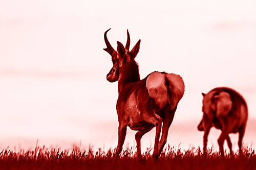 Pronghorns Begin Sprinting Towards Herd (Red Shade Photo)
