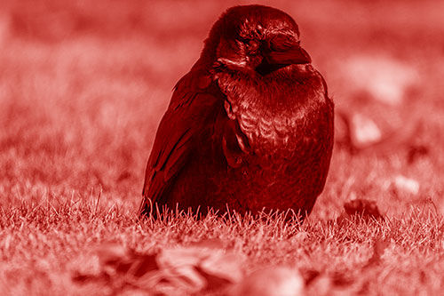 Puffy Crow Standing Guard Among Leaf Covered Grass (Red Shade Photo)