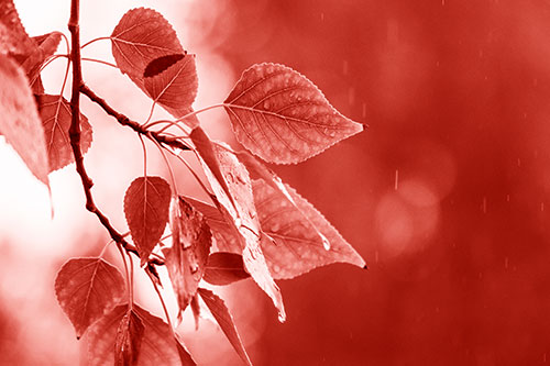 Rain Falling On Tree Leaves (Red Shade Photo)