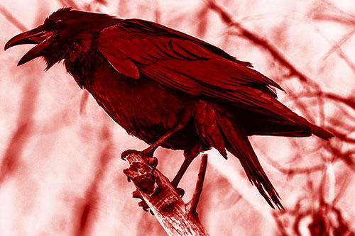 Raven Croaking Among Tree Branches (Red Shade Photo)