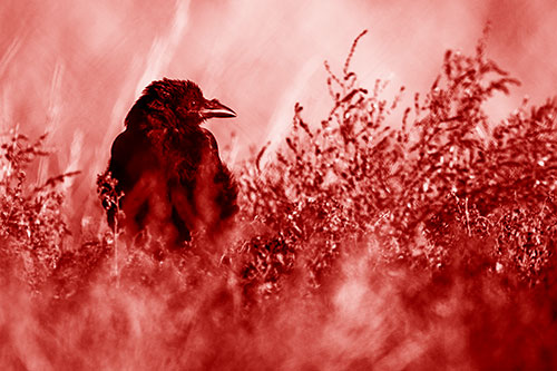 Raven Glancing Sideways Among Plants (Red Shade Photo)