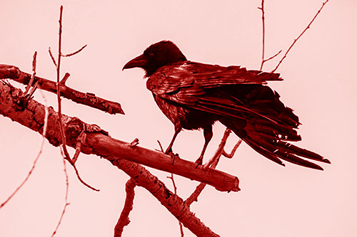 Raven Grips Onto Broken Tree Branch (Red Shade Photo)