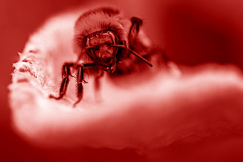 Red Belted Bumble Bee Crawling Flower Petal Edge (Red Shade Photo)