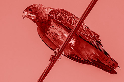 Red Tailed Hawk Perched Atop Powerline Wire (Red Shade)