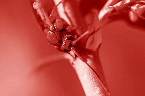 Red Wasp Crawling Down Flower Stem (Red Shade Photo)