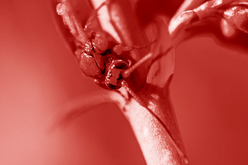 Red Wasp Crawling Down Flower Stem (Red Shade)