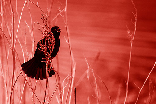 Red Winged Blackbird Chirping From Plant Top (Red Shade Photo)