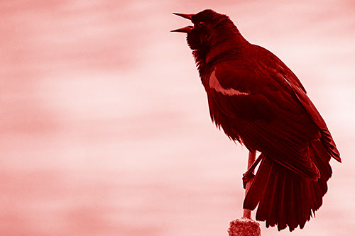 Red Winged Blackbird Singing Atop Cattail Branch (Red Shade)