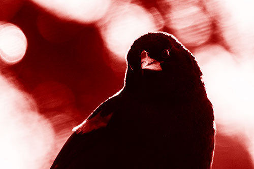 Red Winged Blackbird Tilting Head Among Sunlight (Red Shade Photo)