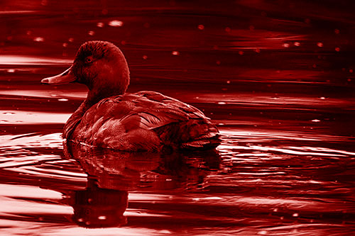Redhead Duck Floating Atop Lake Water (Red Shade Photo)