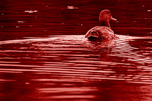 Redhead Duck Swimming Across Water (Red Shade Photo)