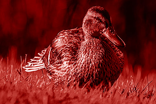 Rested Mallard Duck Rises To Feet (Red Shade Photo)