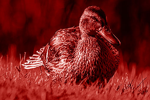 Rested Mallard Duck Rises To Feet (Red Shade)