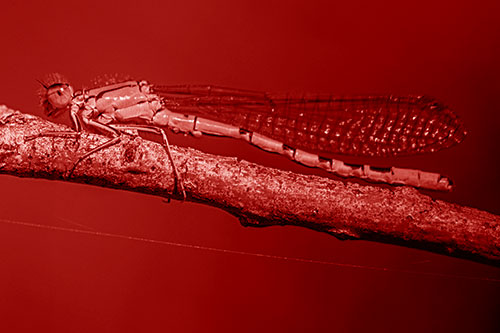 Resting Damselfly Spread Across Branch (Red Shade)
