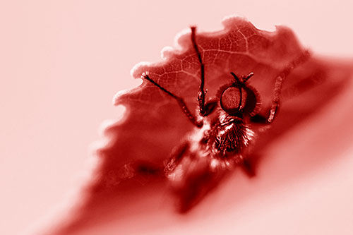 Resting March Fly Seeks Shade Beneath Leaf Petal (Red Shade)