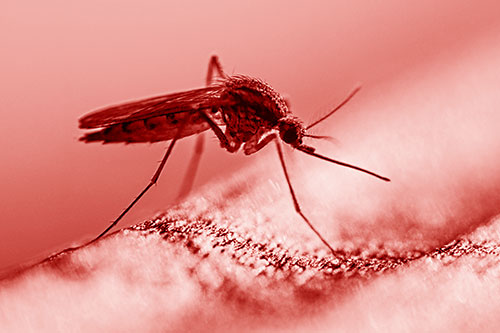 Resting Mosquito Awaits Warmth Among Sunlight (Red Shade)