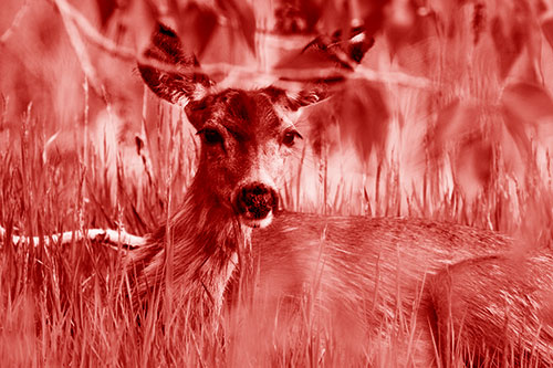 Resting White Tailed Deer Watches Surroundings (Red Shade Photo)