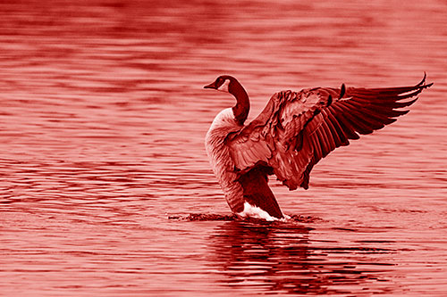 Rising Canadian Goose Spreading Wings Among Lake Top (Red Shade)