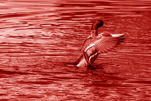 Rising Mallard Duck Flapping Wings Among Rippling Water (Red Shade)