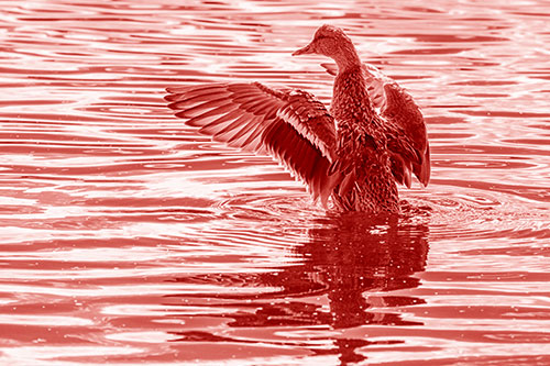 Rising Mallard Duck Flaps Wings Atop Lake (Red Shade)