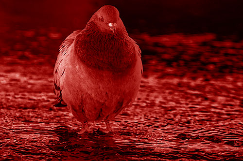 River Standing Pigeon Watching Ahead (Red Shade Photo)