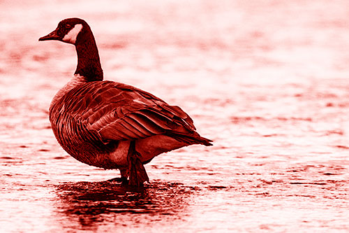 River Walking Canadian Goose (Red Shade Photo)